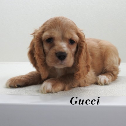 puppy, for, sale, Cocker Spaniel, Joe & Cherri  Overlease, dog, breeder, Miller, MO, dog-breeder, puppy-for-sale, forsale, nearby, find, puppyfind, locator, puppylocator, aca